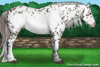 Horse Color:Brown Frame Appaloosa