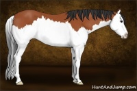 Horse Color:Bay Splash 