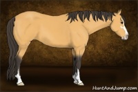 Horse Color:Buckskin Sabino 