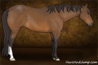 Horse Color:Buckskin 