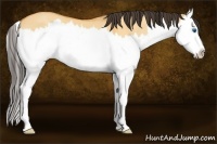 Horse Color:Buckskin Dun Splash 