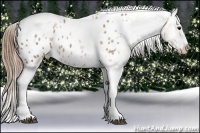 Horse Color:White Spotted Black Pearl Splash Tobiano Frame Appaloosa 