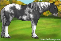 Horse Color:White Spotted Black Splash Tobiano Frame Varnish 