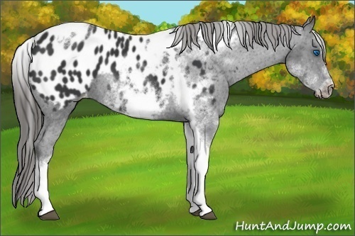 Horse Color: White Spotted Black Splash Tobiano Frame Blanket 
