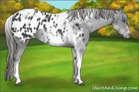 Horse Color:White Spotted Black Splash Tobiano Frame Blanket 