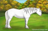 Horse Color:White Spotted Silver Bay Dun Splash 