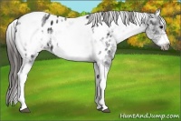 Horse Color:White Spotted Black Splash Tobiano Frame Near Leopard 