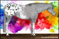 Horse Color:White Spotted Black Splash Tobiano Frame Appaloosa