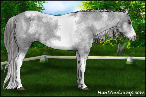 Horse Color: White Spotted Black Splash Tobiano Frame Blanket 