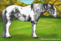Horse Color:White Spotted Black Splash Tobiano Frame Blanket 