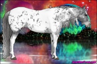 Horse Color:White Spotted Black Splash Tobiano Frame Near Leopard 
