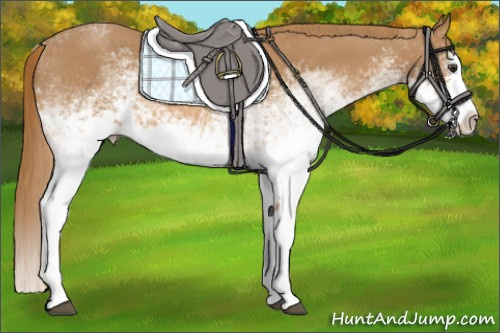 Horse Color:White Spotted Chestnut Splash 