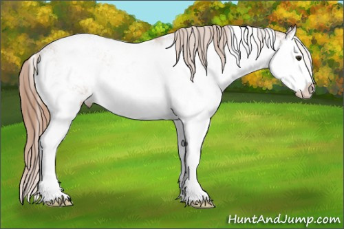 Horse Color: Chestnut Sabino Splash 