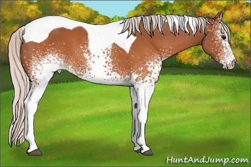 Horse Color: White Spotted Silver Brown Tobiano 