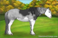Horse Color:Black Splash 