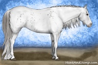 Horse Color:White Spotted Black Splash Tobiano Frame Appaloosa 