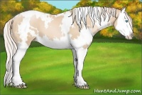 Horse Color:White Spotted Palomino Pearl Splash 