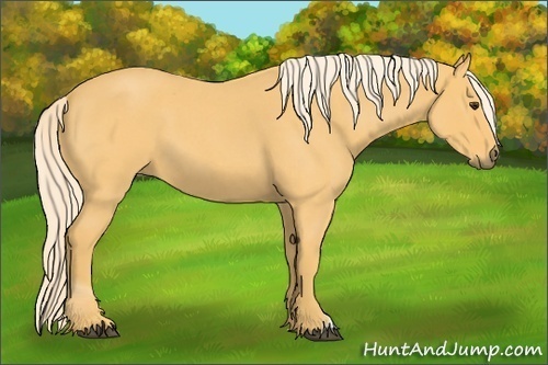 Horse Color: Palomino Roan 