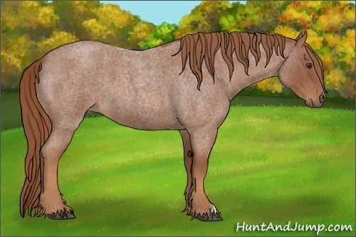 Horse Color: Red Roan 