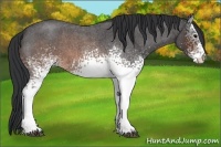 Horse Color:White Spotted Brown Roan 
