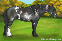 Horse Color:White Spotted Brown 