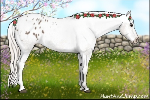 Horse Color:Silver Grullo Appaloosa