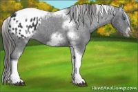 Horse Color:White Spotted Black Splash Tobiano Frame Appaloosa 