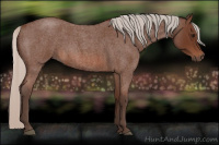 Horse Color:Silver Bay Roan 
