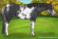 Horse Color:White Spotted Black Splash Tobiano Frame Varnish 