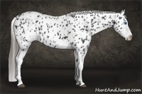 Horse Color:White Spotted Black Splash Tobiano Frame Appaloosa 