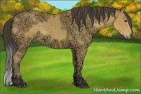 Horse Color:Buckskin Ice 