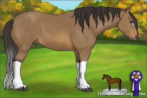 Horse Color: Buckskin 