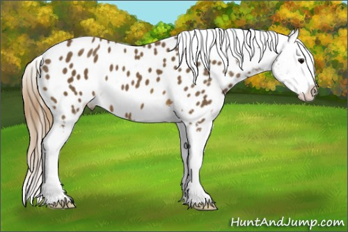 Horse Color: Buckskin Blanket 