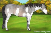 Horse Color:Brown Roan Splash 