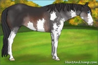Horse Color:Brown Splash 