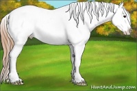 Horse Color:Brown Splash Appaloosa Rabicano 