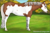 Horse Color:Silver Bay Splash Frame 