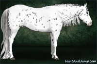 Horse Color:White Spotted Black Splash Tobiano Frame Near Leopard 