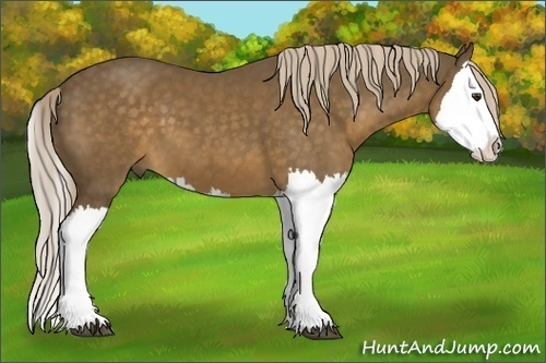 Horse Color: Chocolate Palomino Splash 