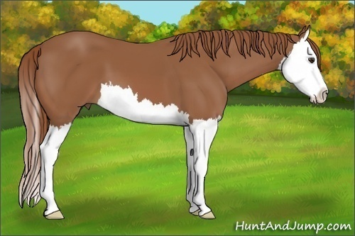 Horse Color: Chestnut Splash 