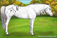 Horse Color:White Spotted Black Splash Tobiano Frame Varnish 