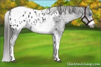 Horse Color:White Spotted Black Splash Tobiano Frame Appaloosa 