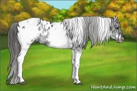 Horse Color:White Spotted Black Splash Tobiano Frame Appaloosa 