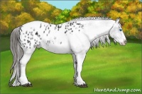 Horse Color:White Spotted Black Splash Tobiano Frame Appaloosa
