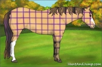 Horse Color:Plaid  Buckskin 