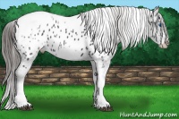 Horse Color:White Spotted Black Splash Tobiano Frame Appaloosa 