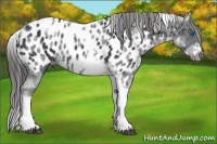 Horse Color:White Spotted Black Splash Tobiano Frame Near Leopard 