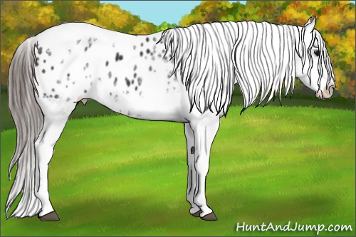 Horse Color: White Spotted Black Splash Tobiano Frame Blanket 