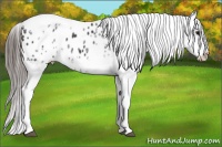 Horse Color:White Spotted Black Splash Tobiano Frame Appaloosa 