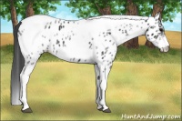 Horse Color:White Spotted Black Splash Tobiano Frame Near Leopard 
